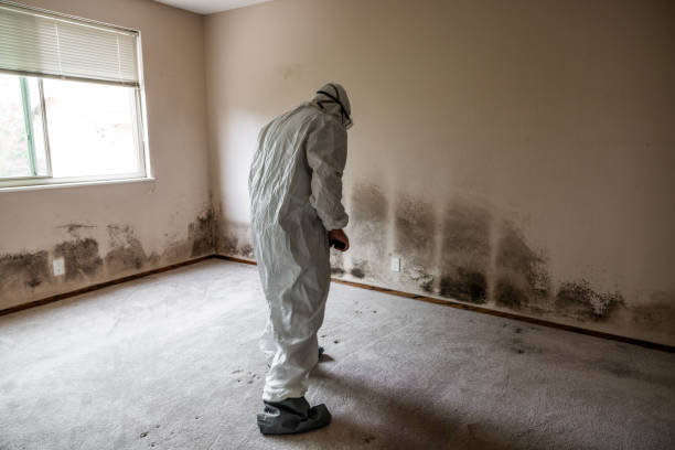 Best Certified Mold Removal  in Hicksville, OH