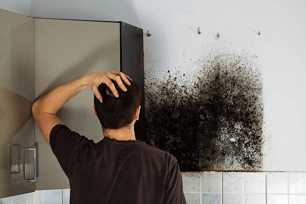 Best Best Mold Removal Companies  in Hicksville, OH